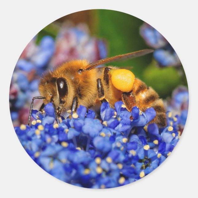 Belebte Honeybee in Kalifornien Lilac Runder Aufkleber (Vorderseite)