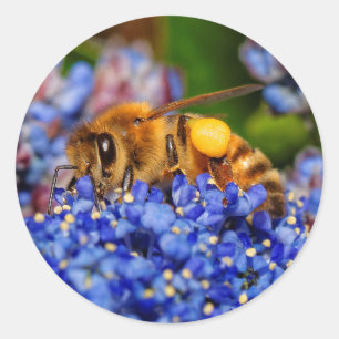 Belebte Honeybee in Kalifornien Lilac Runder Aufkleber