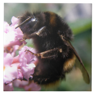 Belebte Hummel und rosa Blume Tile Fliese