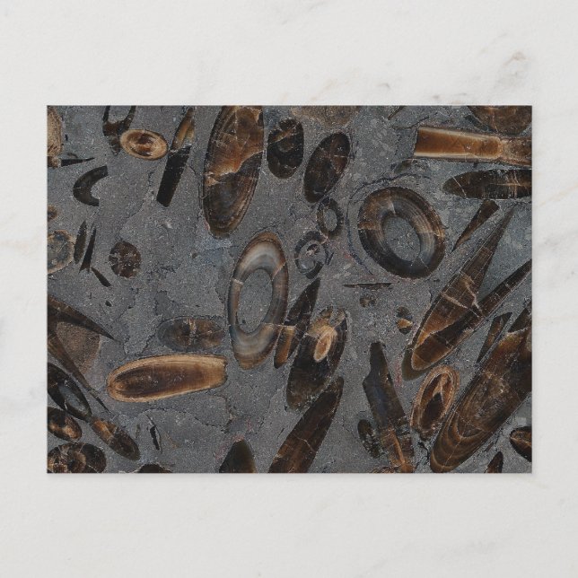 Belemnites Postkarte (Vorderseite)