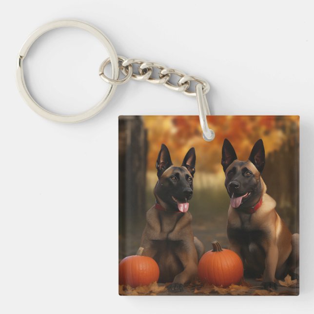 Belge Malinoi Puppy Automne Citrouille de plaisir (Devant)