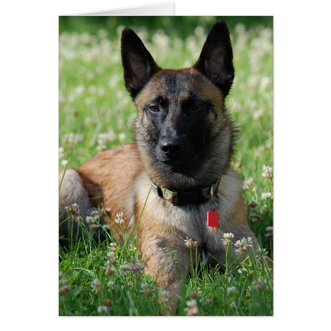 Belge Malinois (Devant)