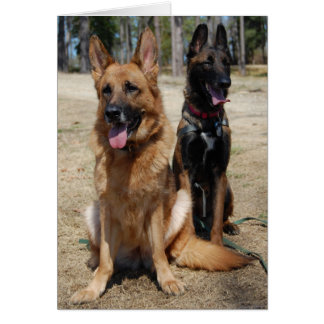 Belge Malinois et berger allemand