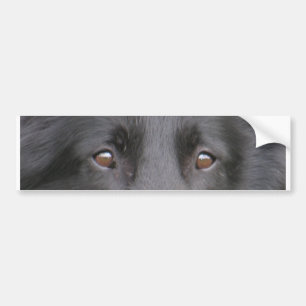 Belgian_Groenendael eyes.png Autoaufkleber