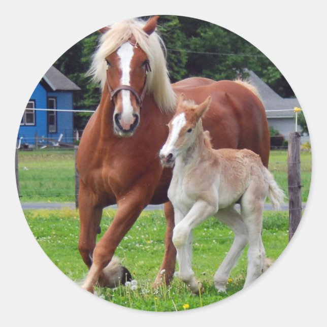 belgian Mare and Filly Runder Aufkleber (Vorderseite)