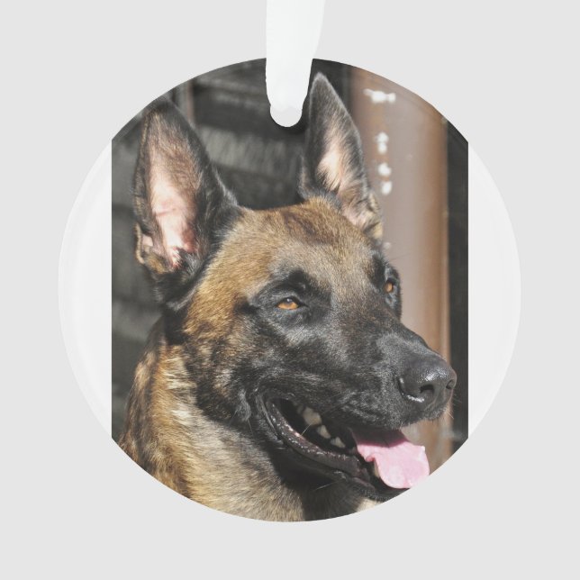 Belgier malinois.png ornament (Vorderseite)