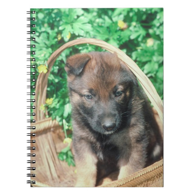 Belgier Malinois Welpen-Notizbuch Notizblock (Vorderseite)