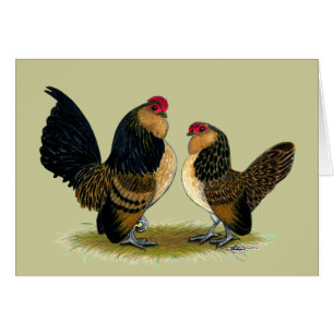 Belgisch d'Anvers Bantams: Quail