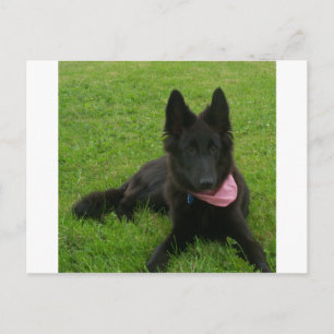 Belgisch Groenendael_puppy Postkarte