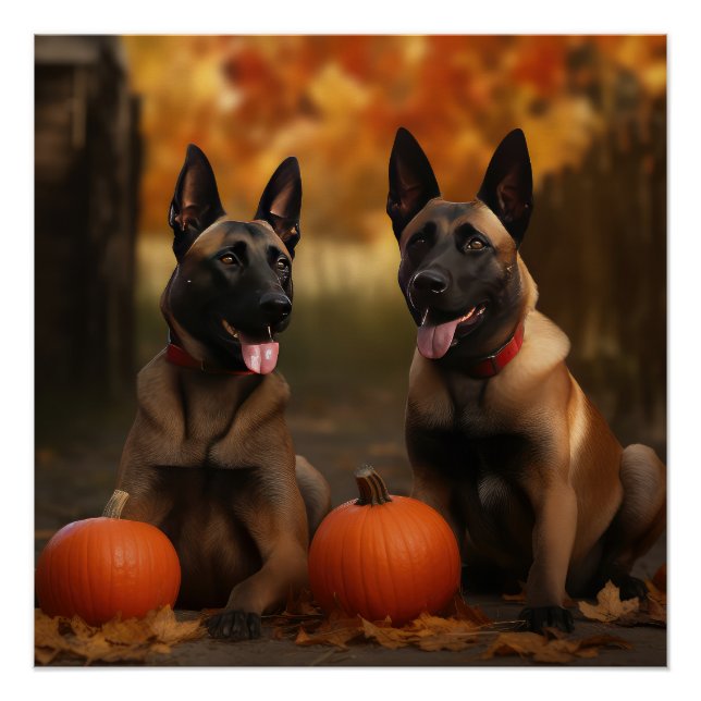 Belgisch Malinoi Welpe Autumn Delight Pumpkin Poster (Vorderseite)
