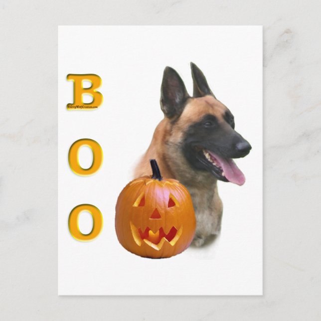 Belgisch Malinois Boo Postkarte (Vorderseite)