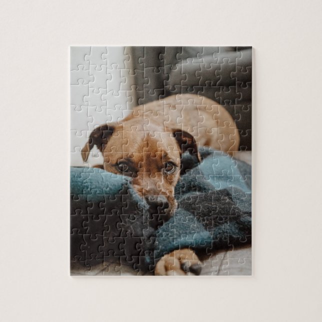 Belgisch Malinois Boxer | Welpe auf schwarzem Foto (Vertikal)