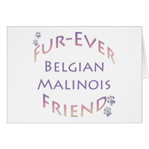 Belgisch Malinois Furever
