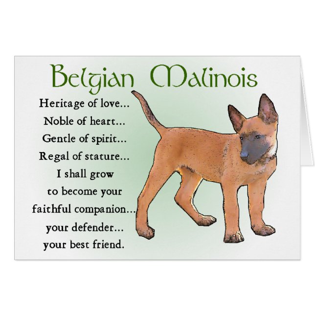 Belgisch Malinois Geschenke (Vorderseite (Horizontal))