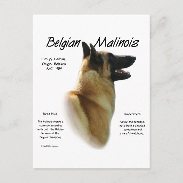 Belgisch Malinois History; alles über Malinois Postkarte (Vorderseite)