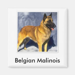 Belgisch Malinois Magnet