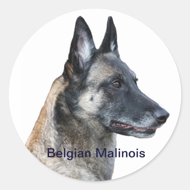 Belgisch Malinois Sticker (Vorderseite)