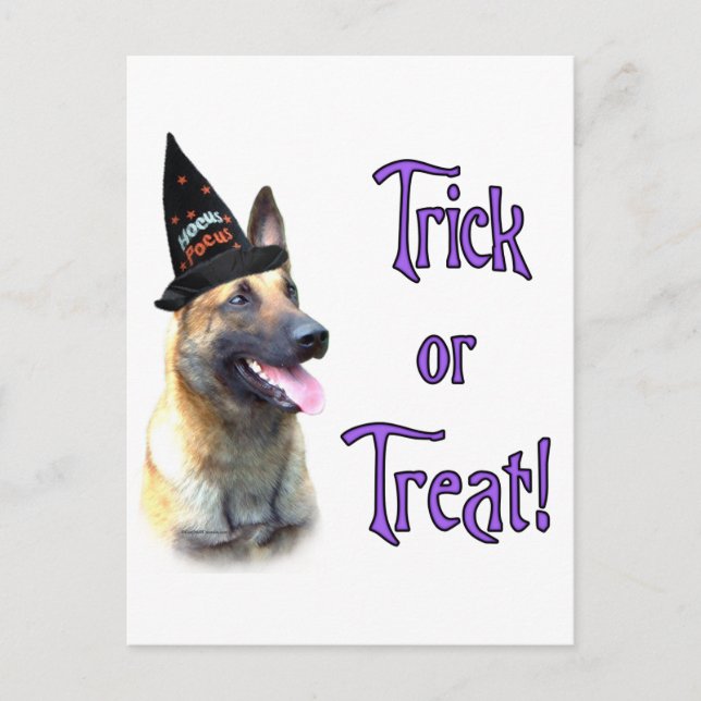 Belgisch Malinois Trick Postkarte (Vorderseite)