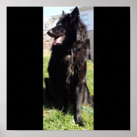 Belgische Hirte alias "The Black Wolf"