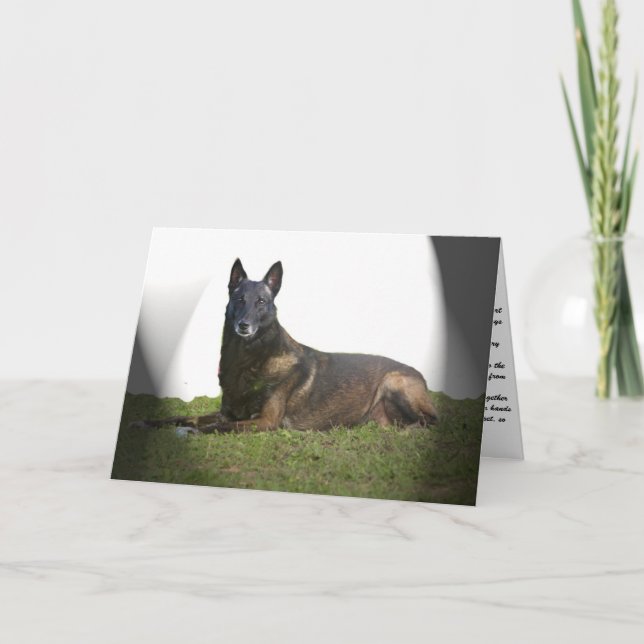 Belgische Malinois Sympathy Card Karte (Vorderseite)