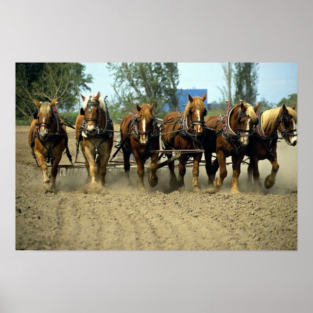 Belgische Pferde pflügen, sechs-up, Red Top Farm,  Poster (Vorne)