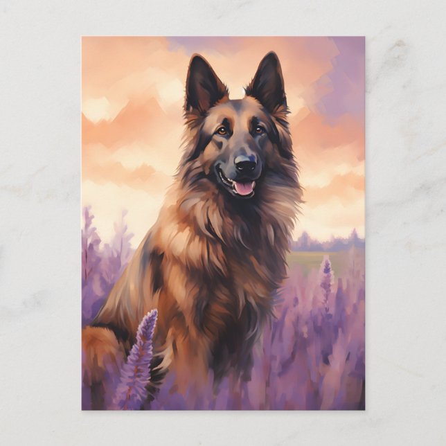 Belgische Tervuren im Lavendel-Feld Postkarte (Vorderseite)
