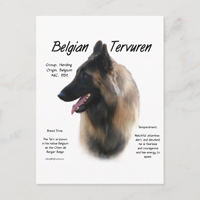 Belgische Tervuren treffen sich zur Rasse Postkarte (Vorderseite)