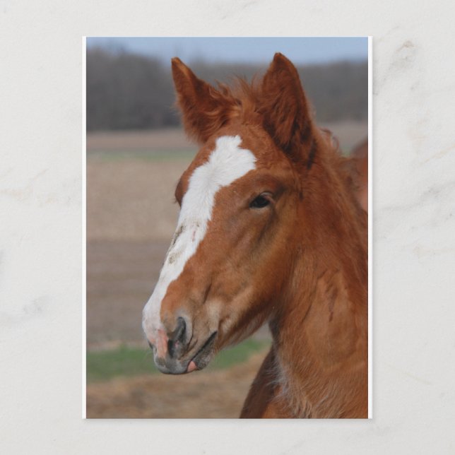 Belgischer Filz Postkarte (Vorderseite)