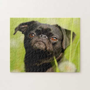 Belgischer Griffon Dog.