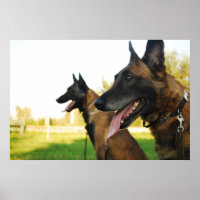 Belgischer Hirtenmalinois