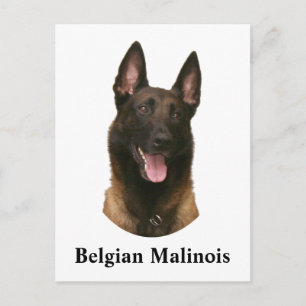 Belgischer Malinois Postkarte