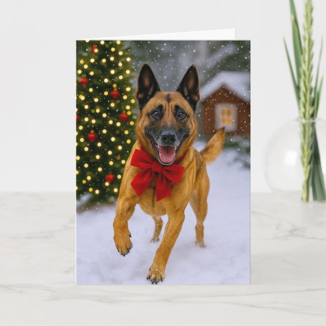 Belgischer Malinois Weihnachtskarte Feiertagskarte (Vorderseite)