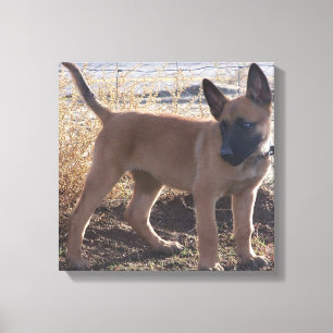 Belgischer_Malinois_Welpe voll Leinwanddruck