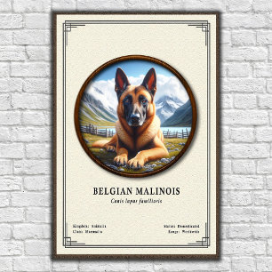 Belgischer Malinois Zoologie-Serie Poster