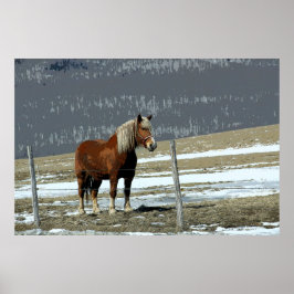 Belgischer Pferdewechsel in Paddock-Poster Poster