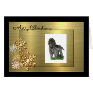 Belgischer Schäferhund