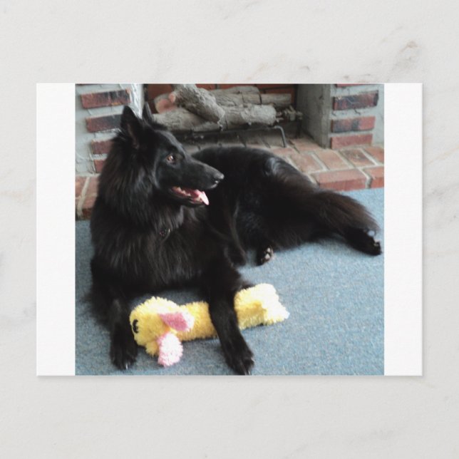 Belgischer Schäferhund am Feuerplatz Postkarte (Vorderseite)