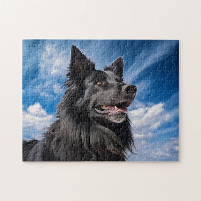 Belgischer Schäferhund Groenendael (Horizontal)