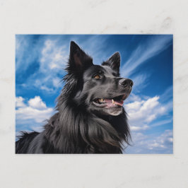 Belgischer Schäferhund Groenendael Postkarte