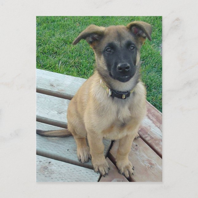 Belgischer Schäferhund Malinois Dog Postkarte (Vorderseite)