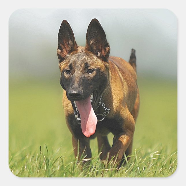 Belgischer Schäferhund Quadratischer Aufkleber (Vorderseite)
