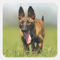 Belgischer Schäferhund