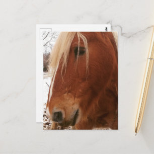 Belgischer Wallach Postkarte