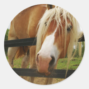Belgisches Entwurfs-Pferd, got Karotten? Runder Aufkleber