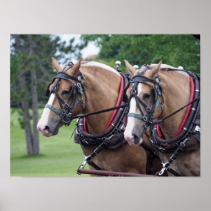 Belgisches Pferdeteam Poster