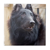 Belgisches Schäferhund