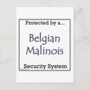 Belgisches Sicherheitssystem Malinois Postkarte