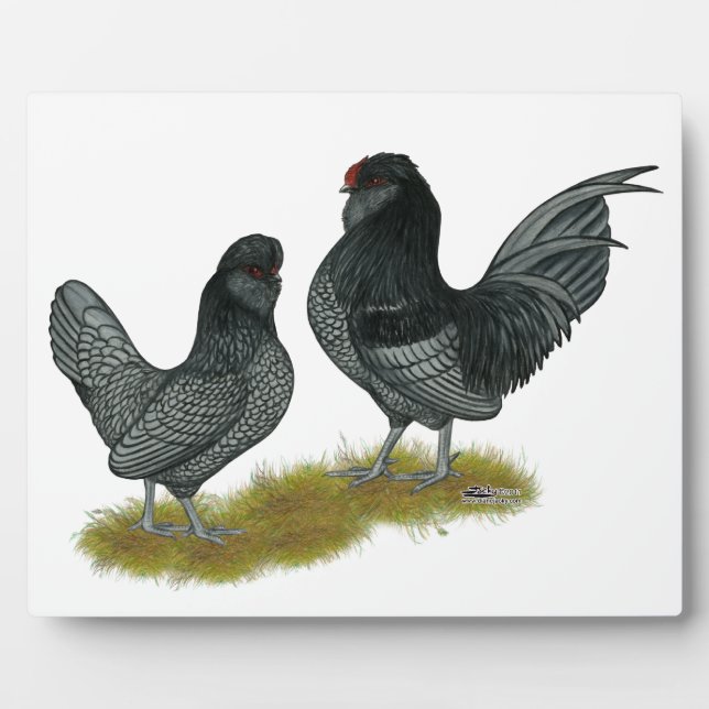 Belgisches Watermaal Bantams Fotoplatte (Vorderseite)
