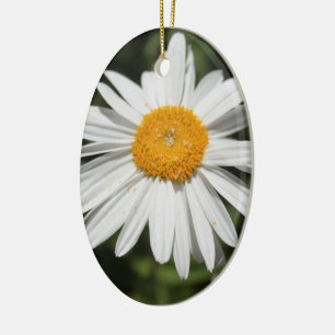 beliebte Blume, hübsche wilde weiße Margerite Foto Keramik Ornament