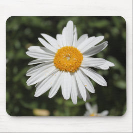 beliebte Blume, hübsche Wildweißaufnahme Mousepad